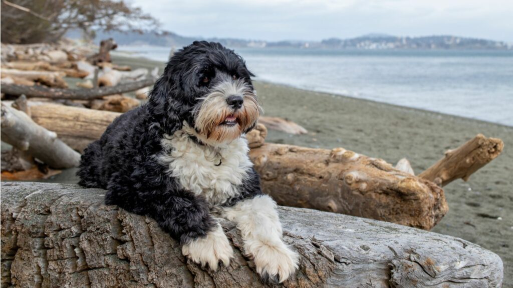 long haired dogs breeds