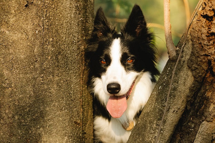 boarder collie