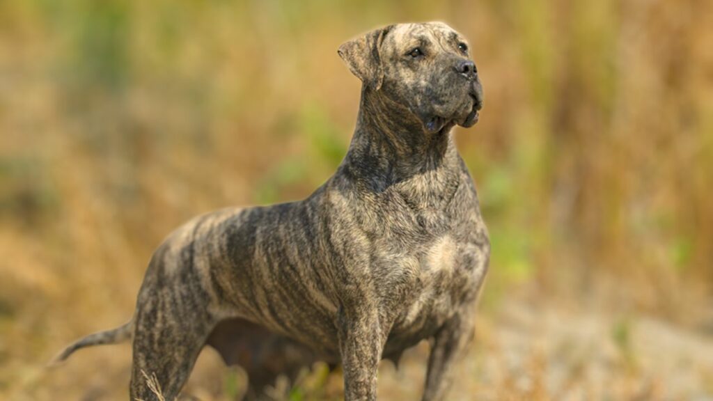 can Presa Canario protect us against wild animals