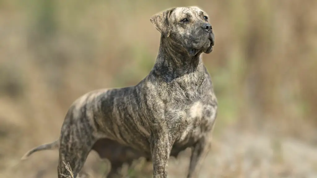 Presa Canario