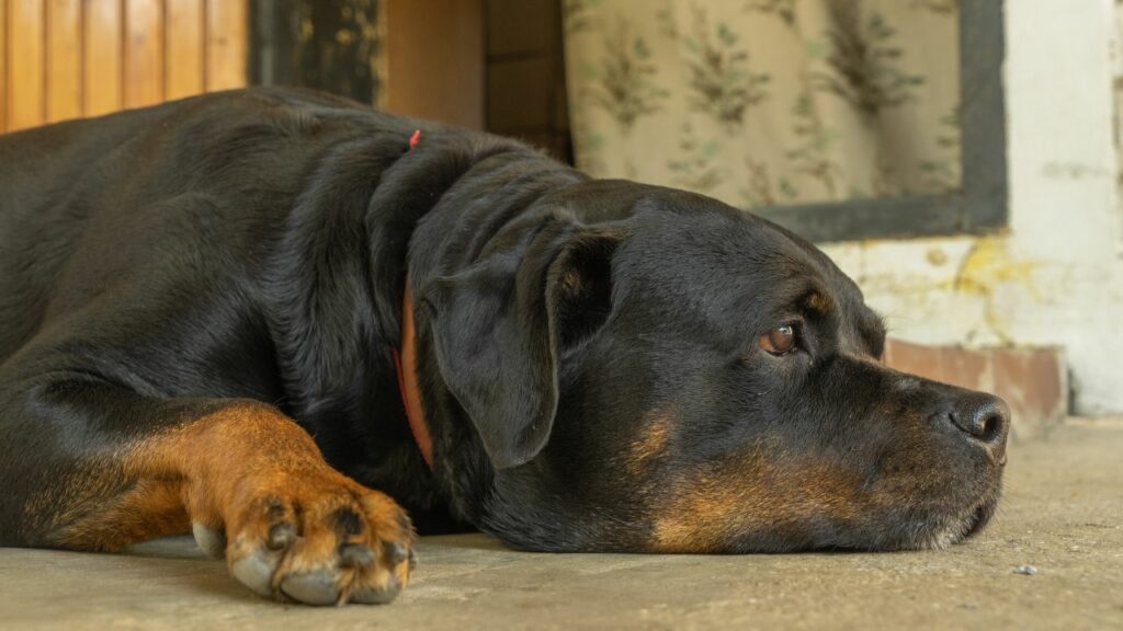 rottweiler cons
