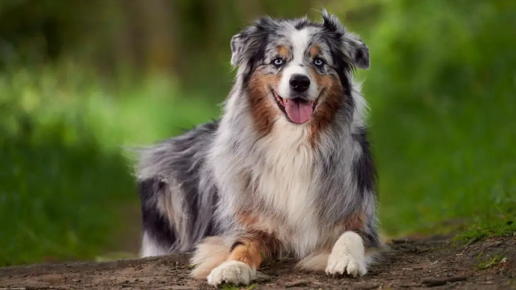 australian shepherds
