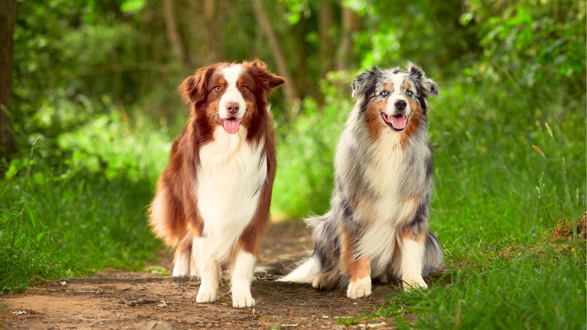 Pros and Cons of Australian Shepherd