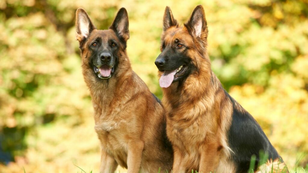 Pros and Cons of German Shepherd