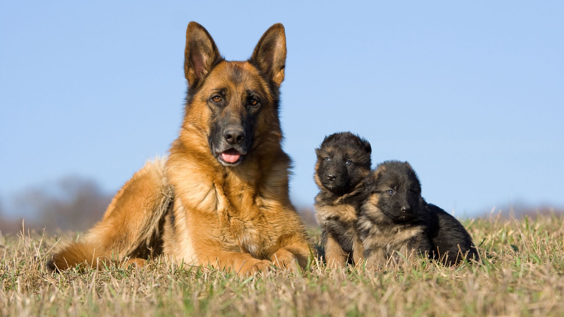 Pros and Cons of German Shepherd