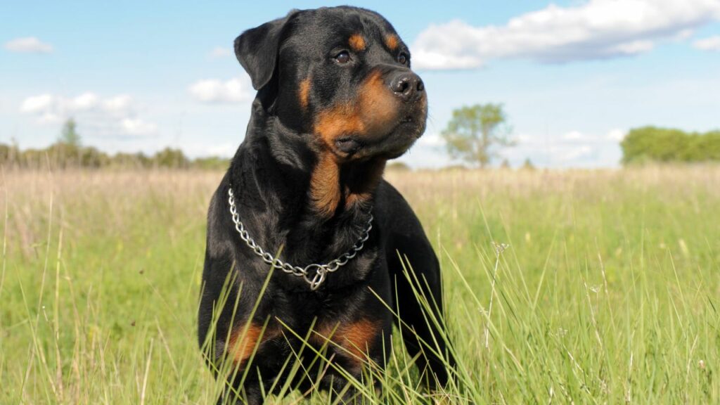 pros and cons of owning a rottweiler
