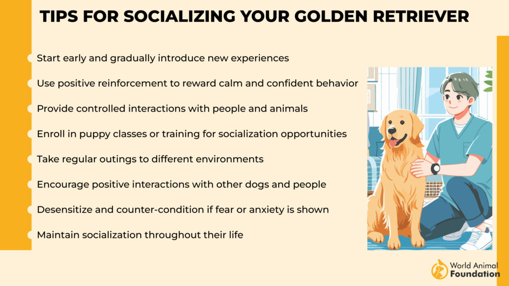 benefits of a Golden Retriever