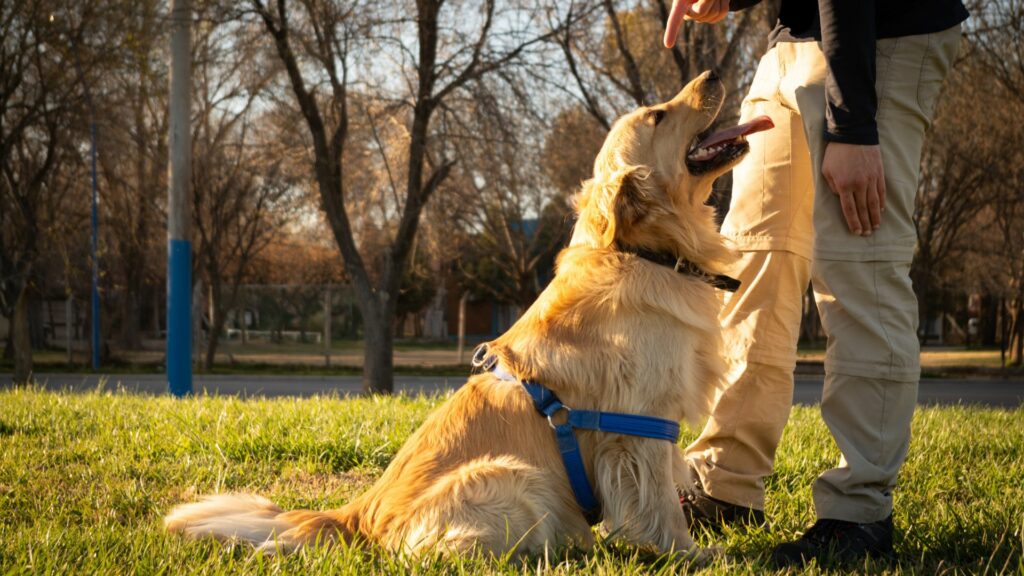 how to train a golden retriever