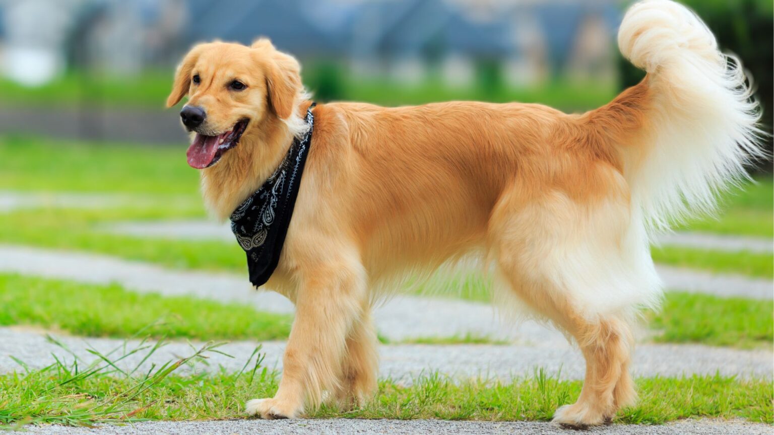 Pros And Cons Of A Golden Retriever: Benefits And Challenges Explained ...