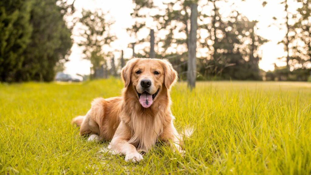 Pros of the Golden Retriever