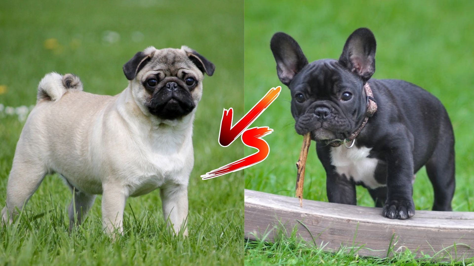 Pug vs. French Bulldog