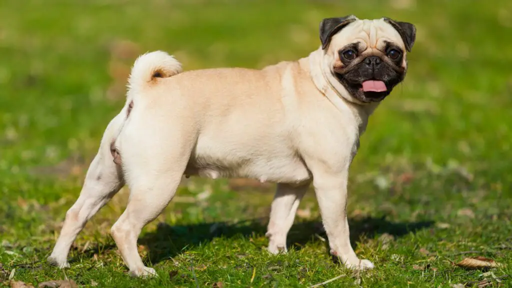 20 worst smelling dog breeds