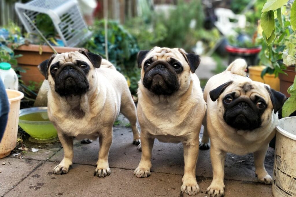 Pugs