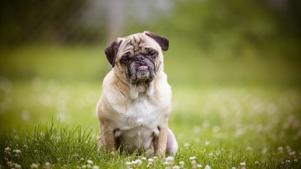 healthy pug teeth
