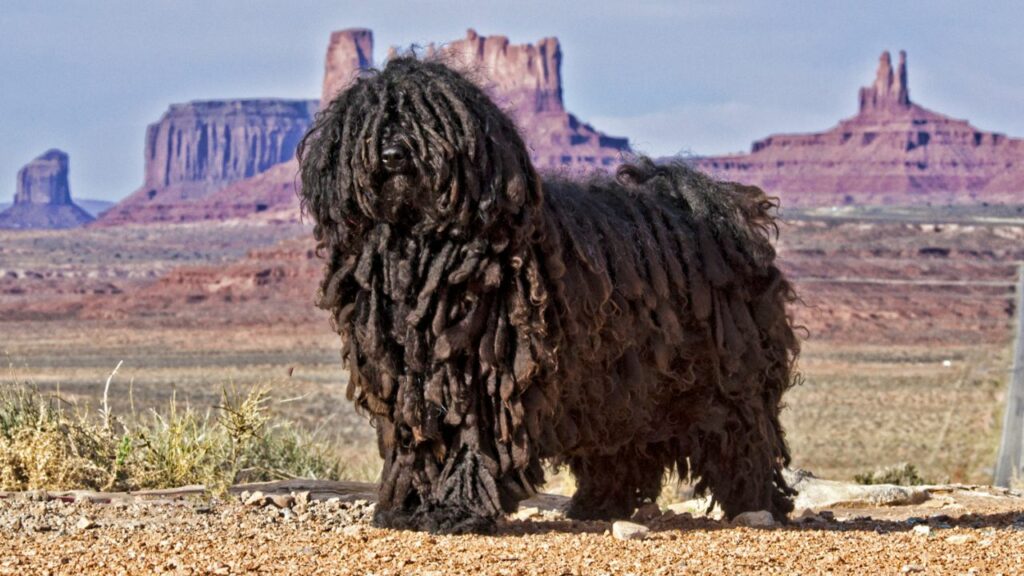 long hair dogs breeds