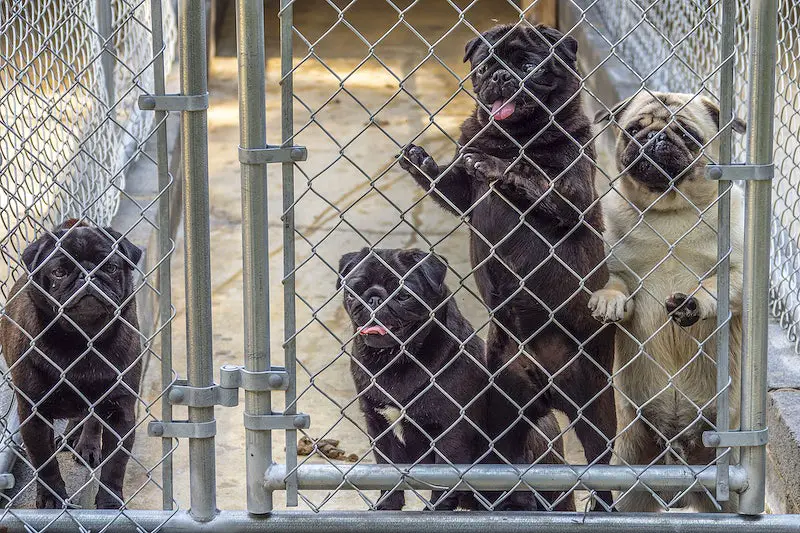 Puppies From Puppy Mills