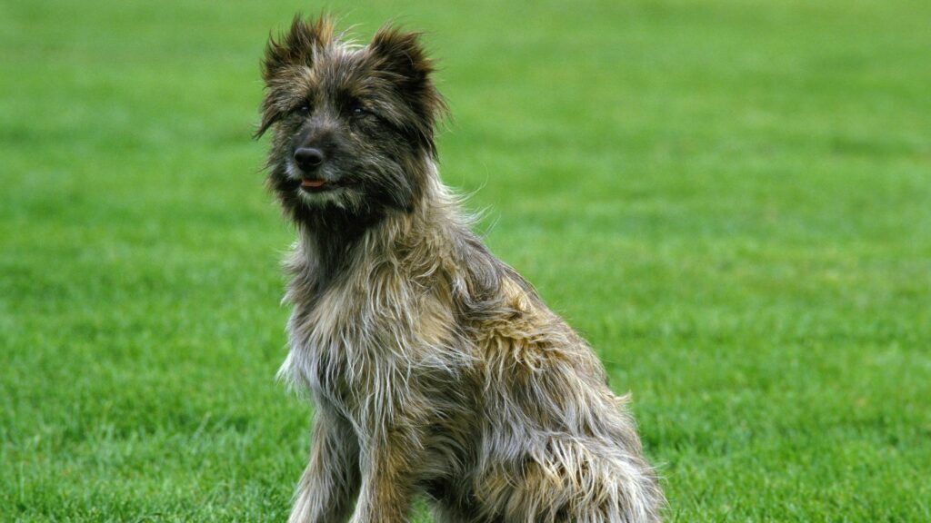 dog with long hair breed