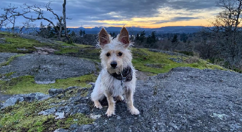 australian yorkshire terrier