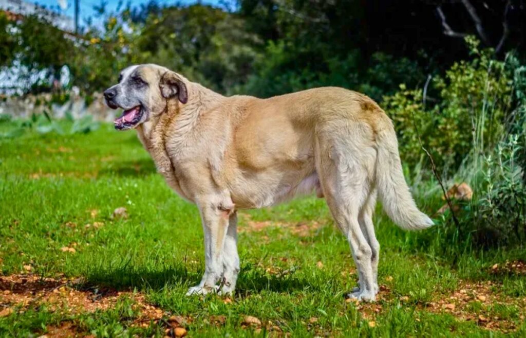 white sheep dogs
