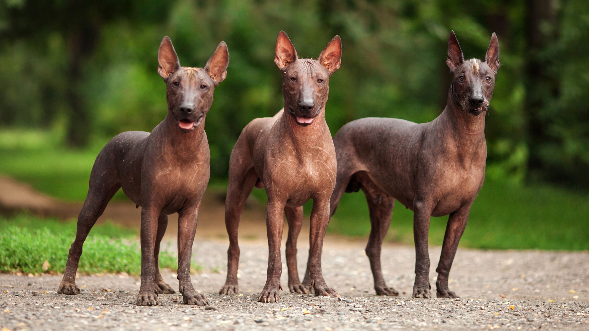 Rarest Dog Breeds in the World