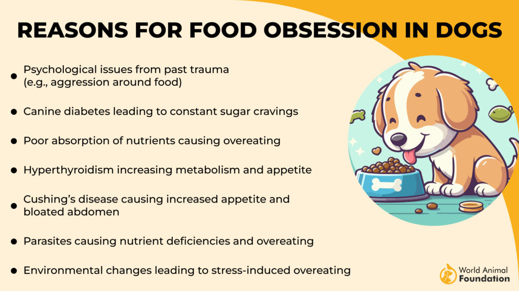 Reasons for Food Obsession in Dogs