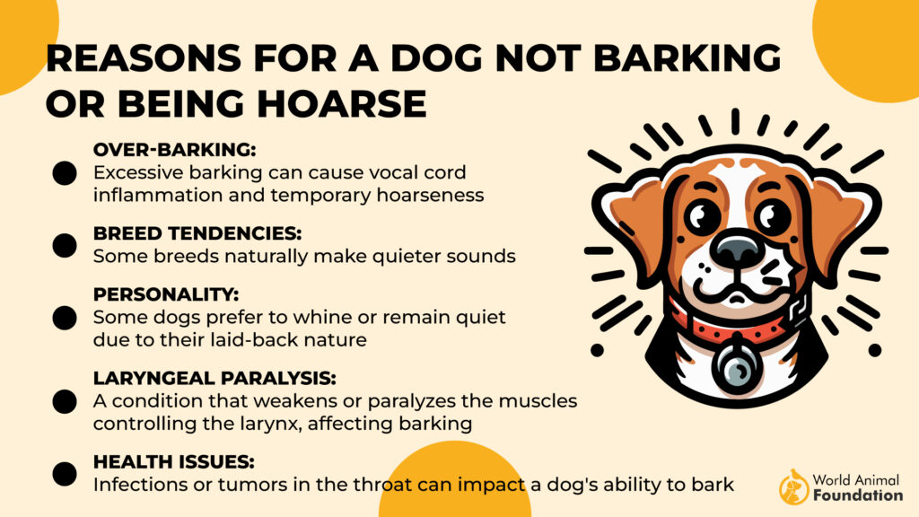 Reasons for a Dog Not Barking or Being Hoarse