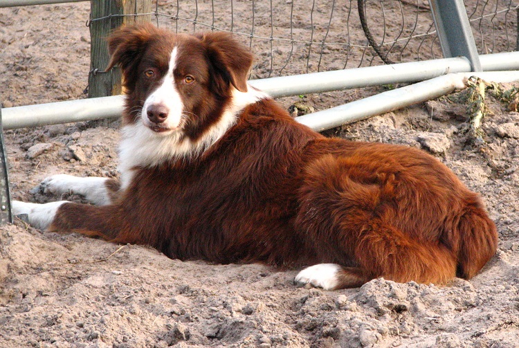 australian shepherd puppies