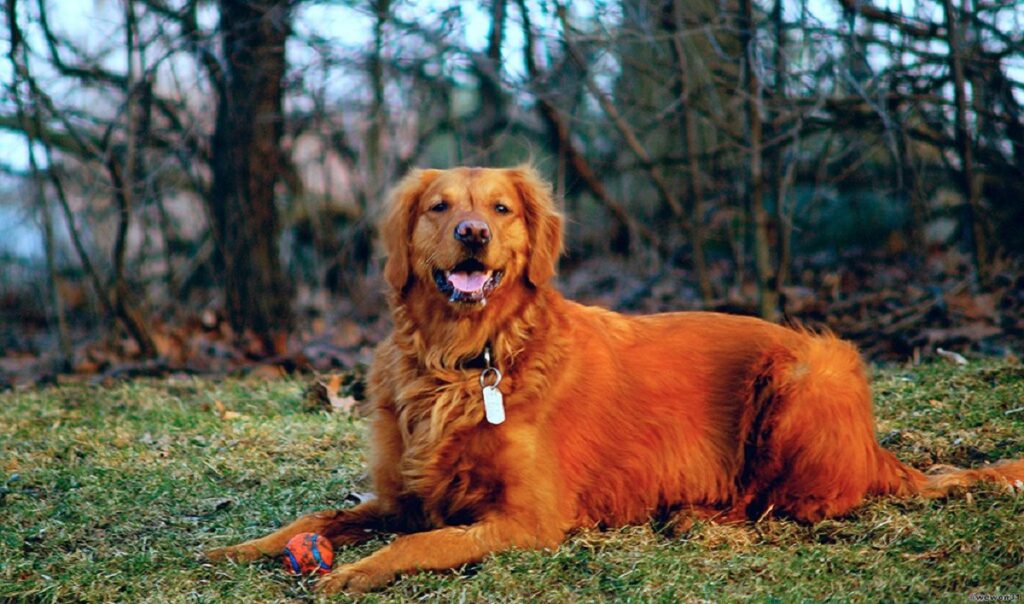 Red Golden Retrievers