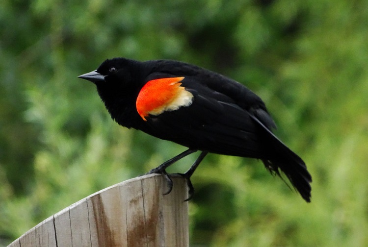 birds that lay blue eggs in nesting season