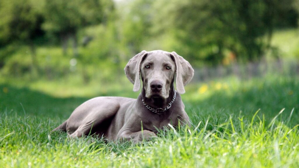 bunny killing dog breed
