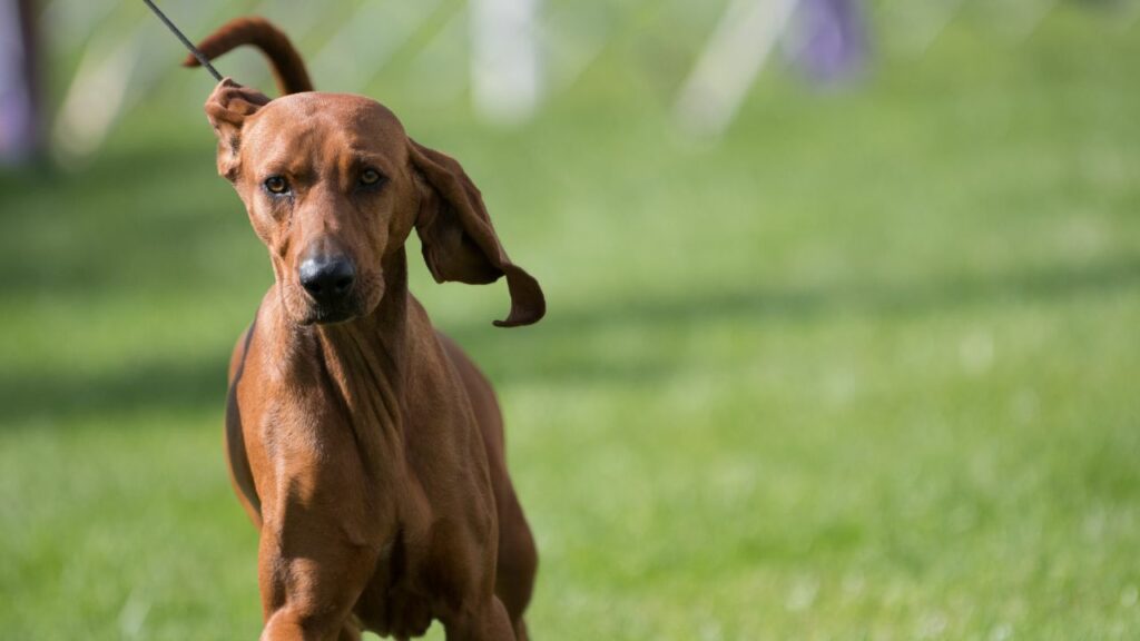 rabbit killing dog