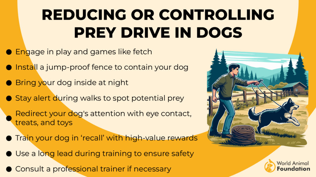 Reducing or Controlling Prey Drive in Dogs