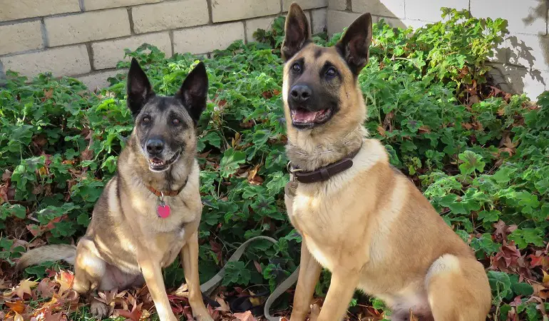 dog belgian malinois