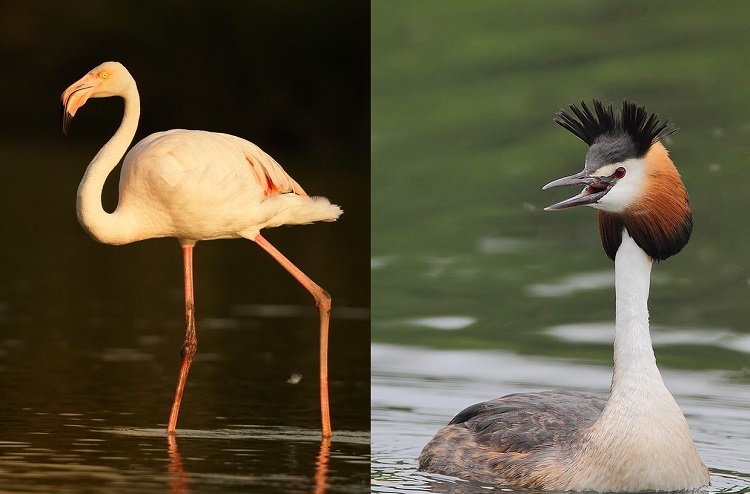 flamingo habitat