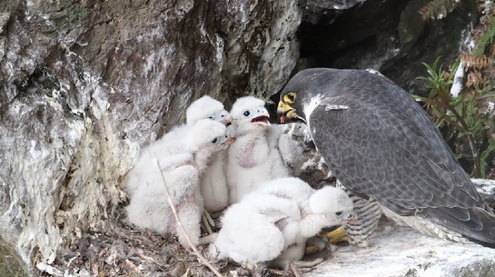 falcon bird images
