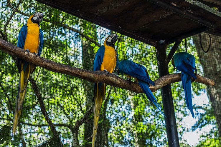 pet macaw