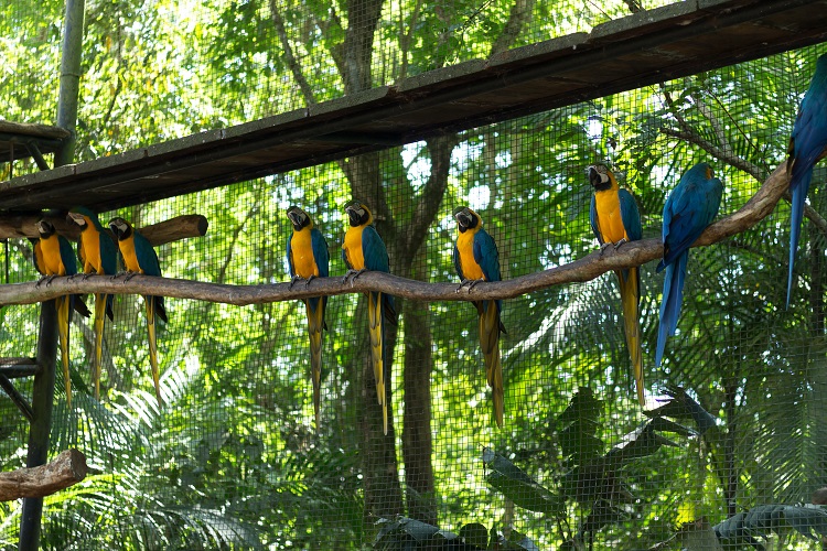 macaw colors