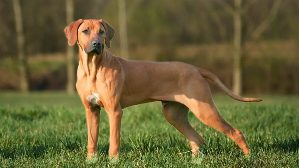 Guard Dogs for traveling