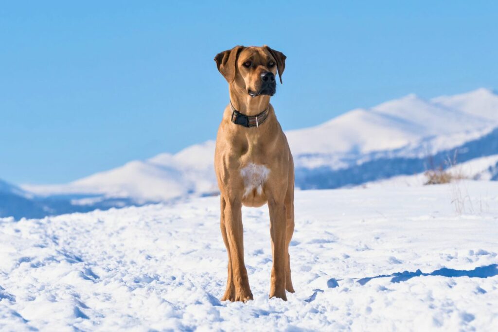 best hiking dog breeds
