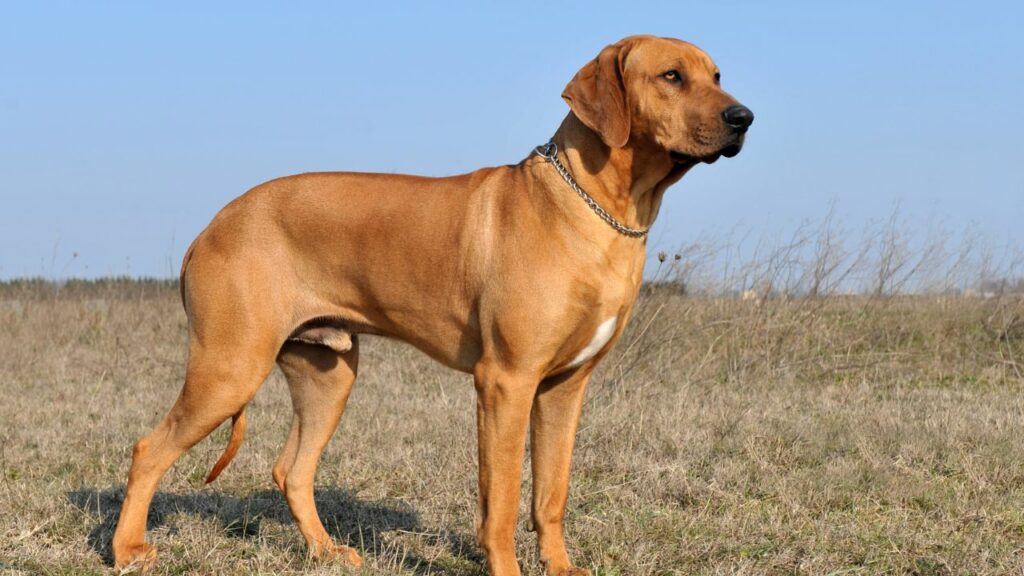 best dog for hiking in hot weather