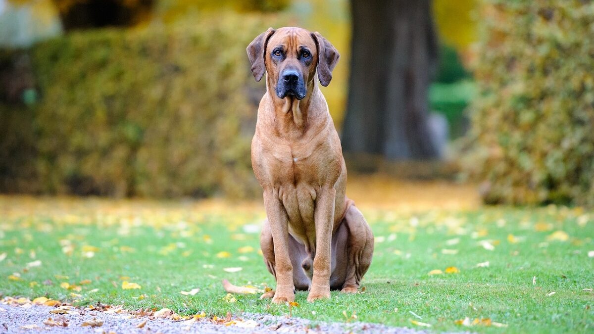 dogs similar to rhodesian ridgeback
