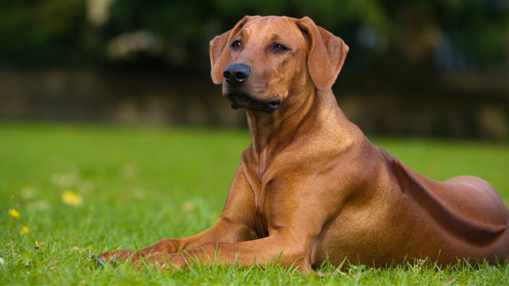 Rhodesian Ridgeback 4