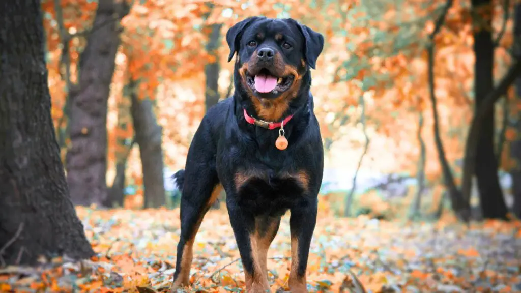 Large Guard Dog Breeds