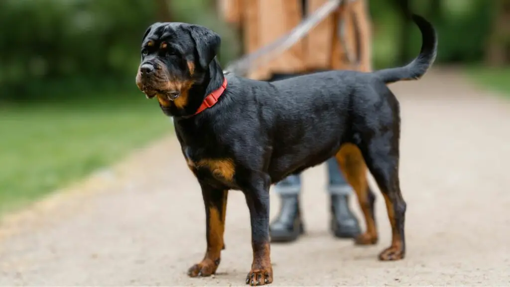 intelligent Black Dog Breeds