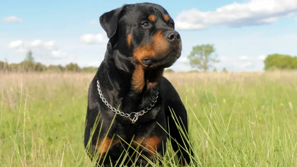 Smartest guard Dog Breeds