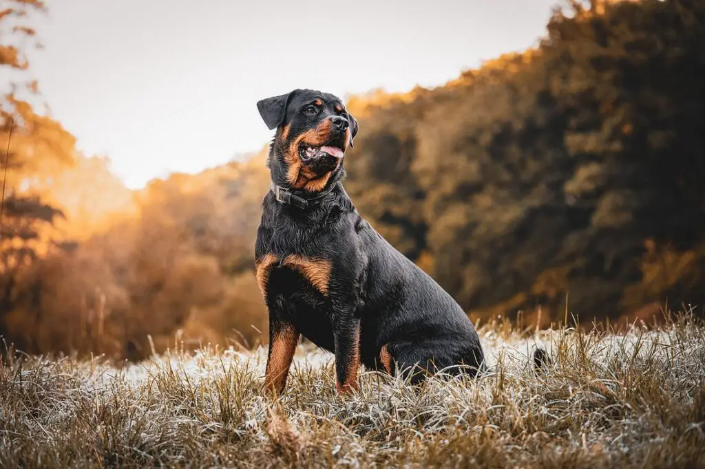 rare guard dog breeds
