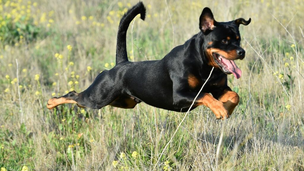 rottweiler Prey Drive