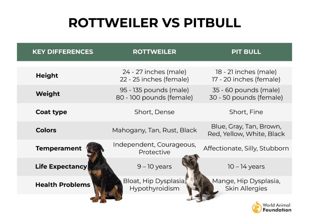  rottweiler vs pitbull 
