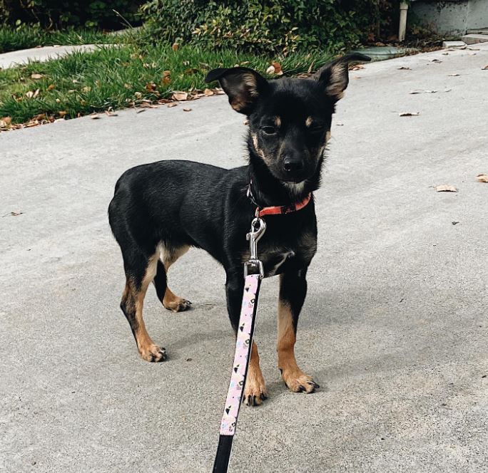 Chihuahua Rottweiler mix