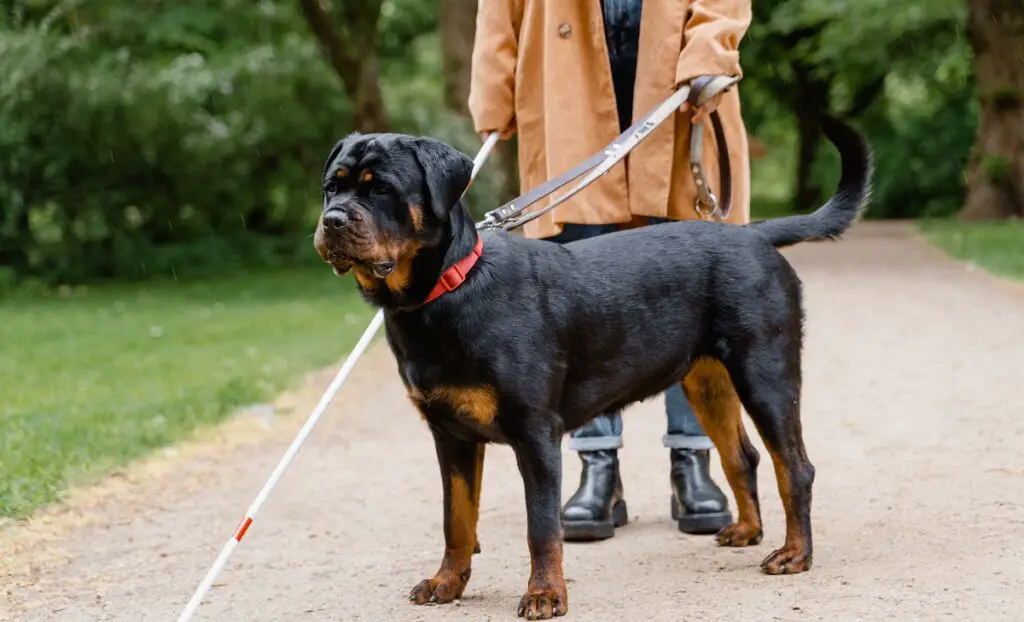 Rottweilers